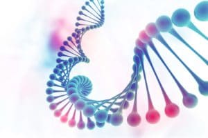 structure ADN