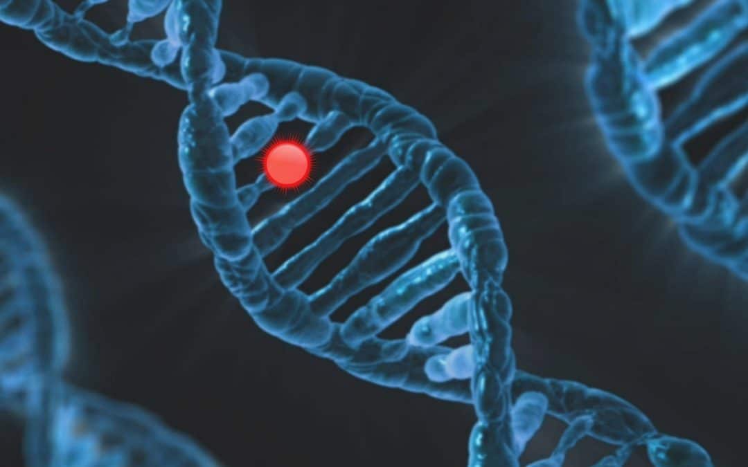Gène chromosome, la base de l’hérédité 
